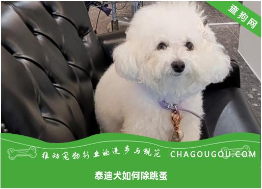 泰迪犬如何除跳蚤