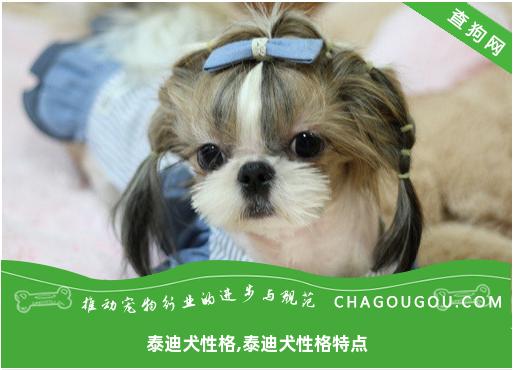 泰迪犬性格,泰迪犬性格特点