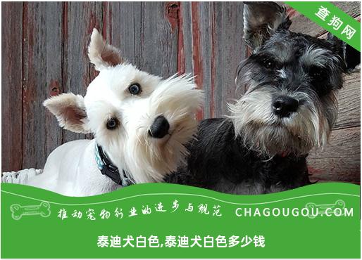 泰迪犬白色,泰迪犬白色多少钱