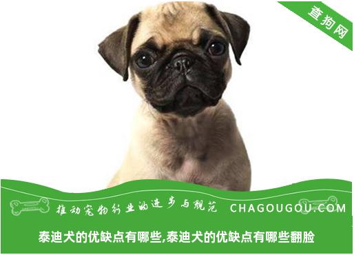 泰迪犬的优缺点有哪些,泰迪犬的优缺点有哪些翻脸