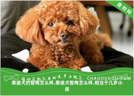 泰迪犬的智商怎么样,泰迪犬智商怎么样,相当于几岁小孩