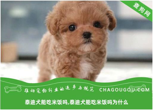 泰迪犬能吃米饭吗,泰迪犬能吃米饭吗为什么