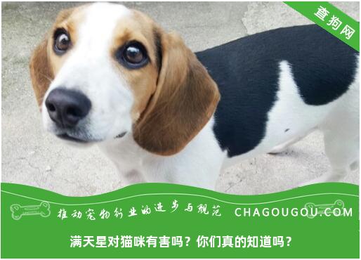 满天星对猫咪有害吗？你们真的知道吗？