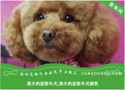 澳大利亚牧牛犬,澳大利亚牧牛犬颜色