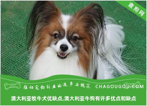 澳大利亚牧牛犬优缺点,澳大利亚牛狗有许多优点和缺点