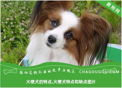 火梗犬的特点,火梗犬特点和缺点图片