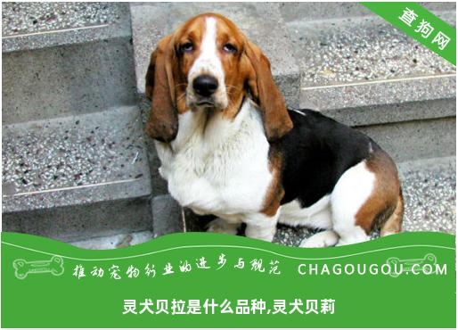 灵犬贝拉是什么品种,灵犬贝莉