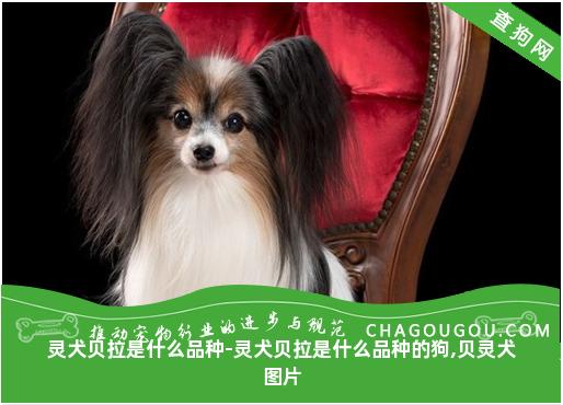 灵犬贝拉是什么品种-灵犬贝拉是什么品种的狗,贝灵犬图片