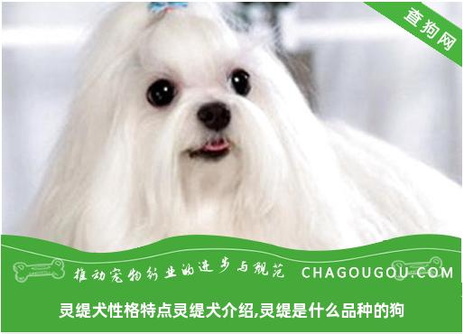 灵缇犬性格特点灵缇犬介绍,灵缇是什么品种的狗