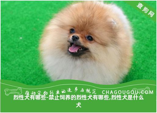 烈性犬有哪些-禁止饲养的烈性犬有哪些,烈性犬是什么犬