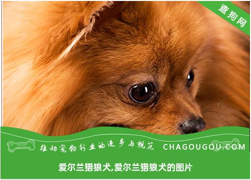 爱尔兰猎狼犬,爱尔兰猎狼犬的图片