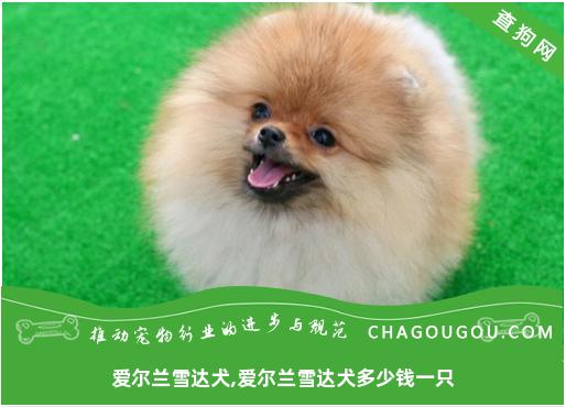 爱尔兰雪达犬,爱尔兰雪达犬多少钱一只