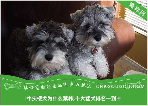 牛头梗犬为什么禁养,十大猛犬排名一到十