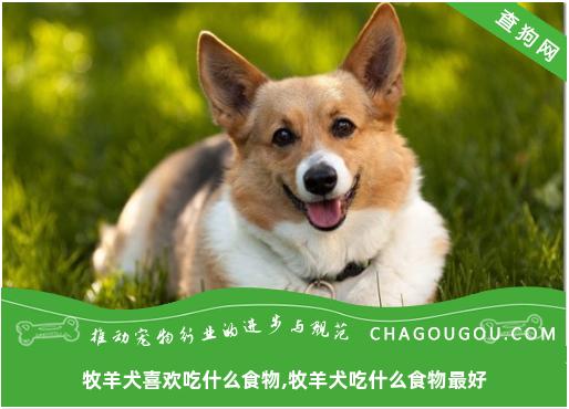 牧羊犬喜欢吃什么食物,牧羊犬吃什么食物最好