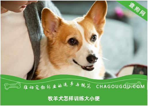 牧羊犬怎样训练大小便