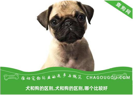 犬和狗的区别,犬和狗的区别,哪个比较好