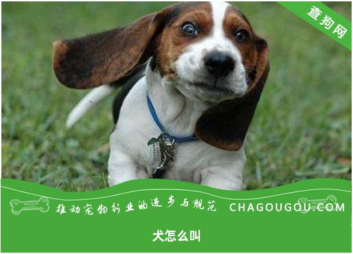 犬怎么叫