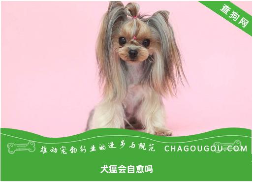 犬瘟会自愈吗