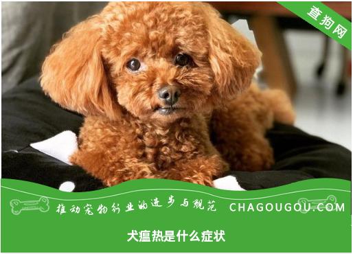 犬瘟热是什么症状