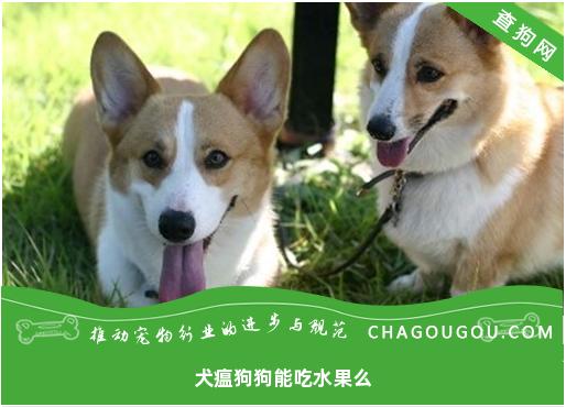 犬瘟狗狗能吃水果么