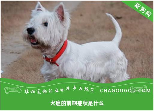 犬瘟的前期症状是什么