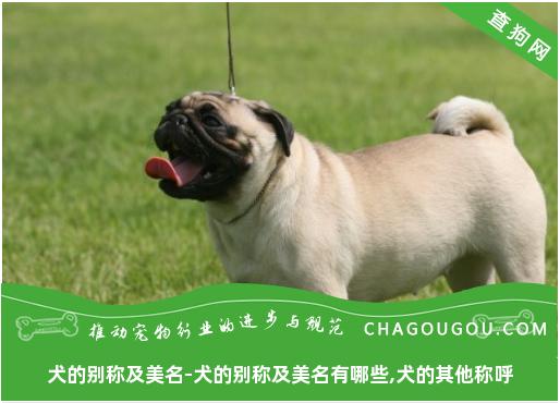 犬的别称及美名-犬的别称及美名有哪些,犬的其他称呼