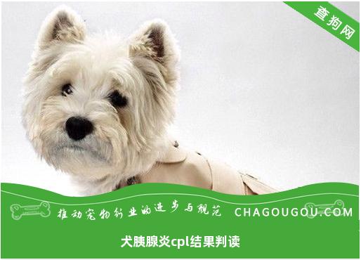 犬胰腺炎cpl结果判读