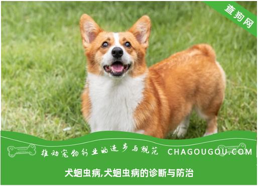 犬蛔虫病,犬蛔虫病的诊断与防治