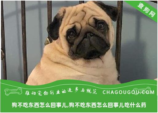 狗不吃东西怎么回事儿,狗不吃东西怎么回事儿吃什么药