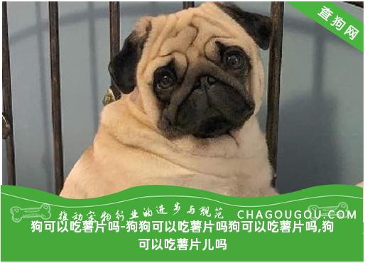 狗可以吃薯片吗-狗狗可以吃薯片吗狗可以吃薯片吗,狗可以吃薯片儿吗