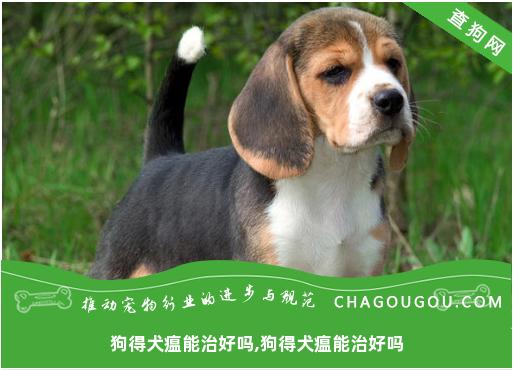 狗得犬瘟能治好吗,狗得犬瘟能治好吗