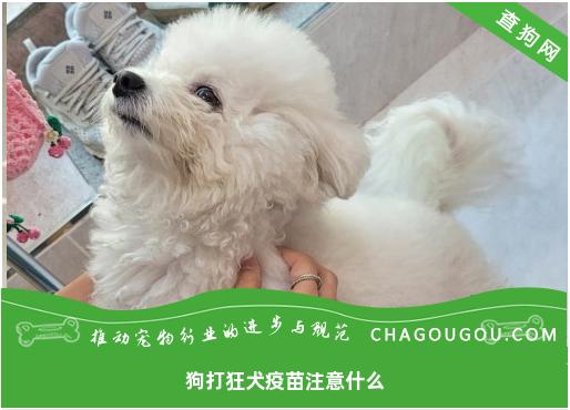 狗打狂犬疫苗注意什么