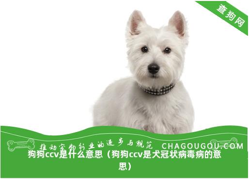 狗狗ccv是什么意思（狗狗ccv是犬冠状病毒病的意思）