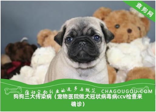 狗狗三大传染病（宠物医院做犬冠状病毒病ccv检查来确诊）