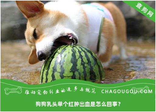 狗狗乳头单个红肿出血是怎么回事？