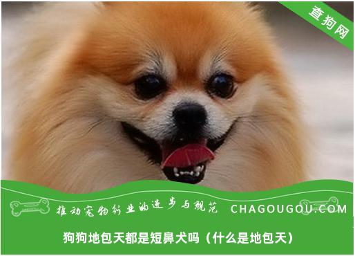 狗狗地包天都是短鼻犬吗（什么是地包天）