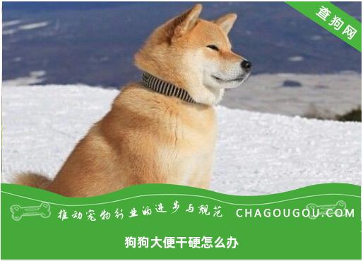 狗狗大便干硬怎么办