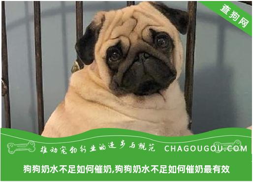 狗狗奶水不足如何催奶,狗狗奶水不足如何催奶最有效