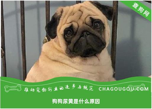 狗狗尿黄是什么原因