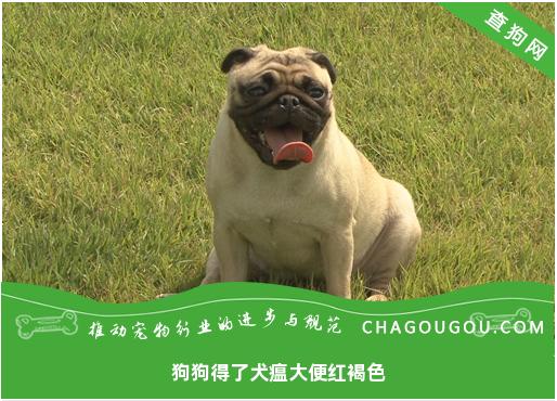 狗狗得了犬瘟大便红褐色