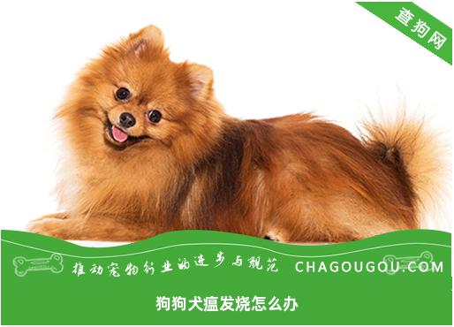 狗狗犬瘟发烧怎么办