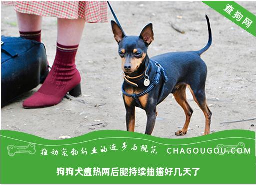 狗狗犬瘟热两后腿持续抽搐好几天了