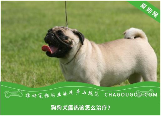 狗狗犬瘟热该怎么治疗？