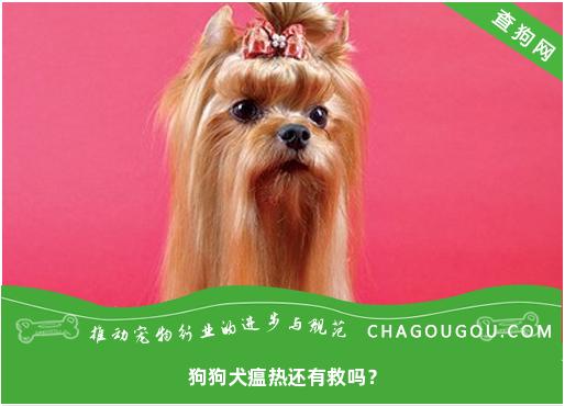 狗狗犬瘟热还有救吗？