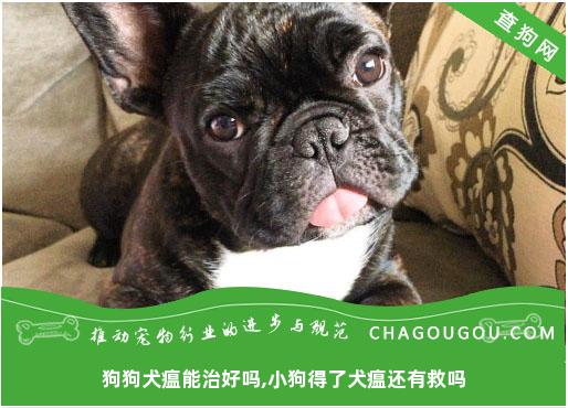 狗狗犬瘟能治好吗,小狗得了犬瘟还有救吗