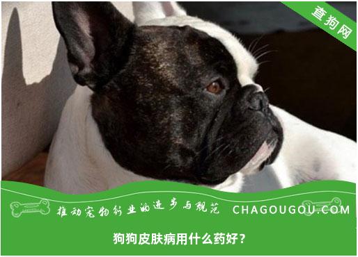 狗狗皮肤病用什么药好？