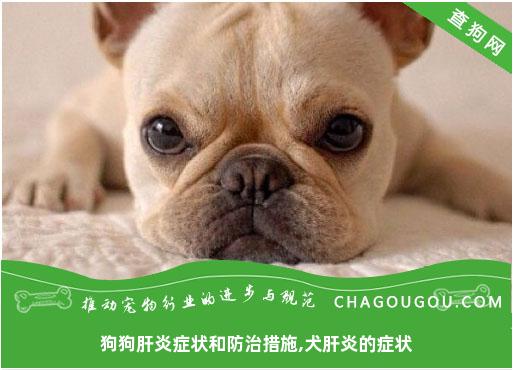 狗狗肝炎症状和防治措施,犬肝炎的症状