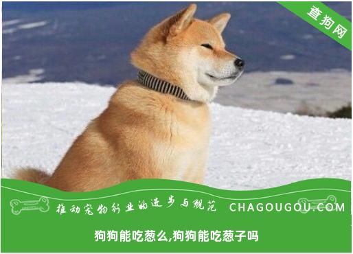 狗狗能吃葱么,狗狗能吃葱子吗