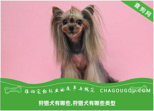 狩猎犬有哪些,狩猎犬有哪些类型