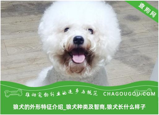 狼犬的外形特征介绍_狼犬种类及智商,狼犬长什么样子